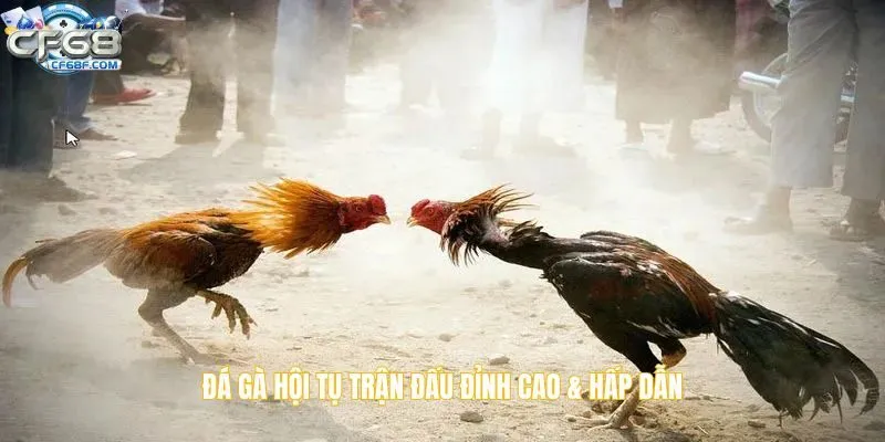 Đá gà hội tụ trận đấu đỉnh cao & hấp dẫn