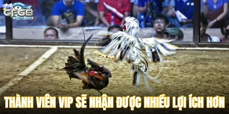 Có thể vừa theo dõi vừa đặt cược tại CF68