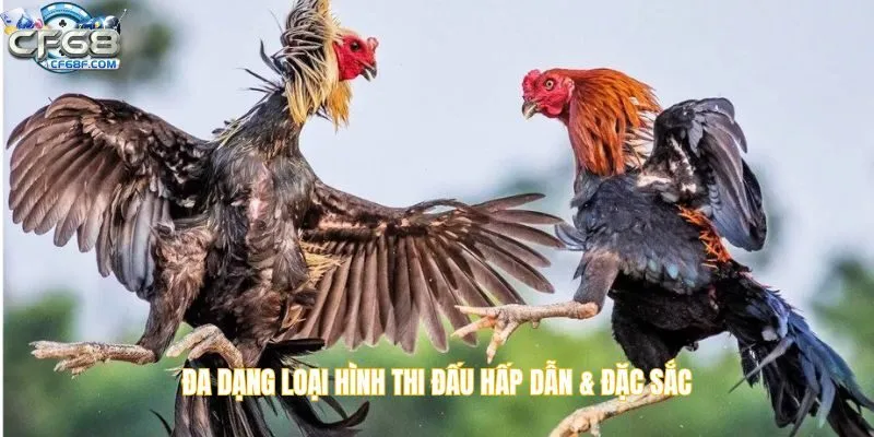 Đa dạng loại hình thi đấu hấp dẫn & đặc sắc