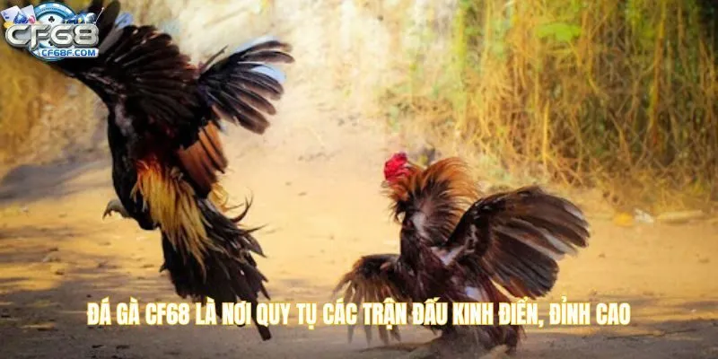Đá gà CF68 là nơi quy tụ các trận đấu kinh điển, đỉnh cao