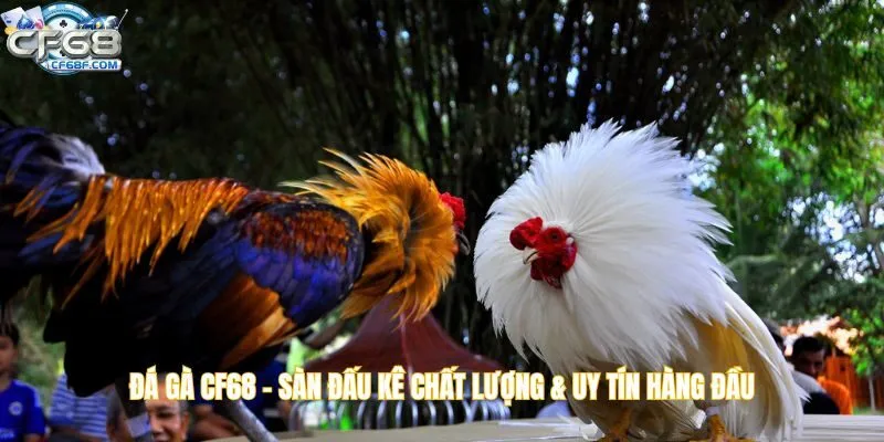 đá gà