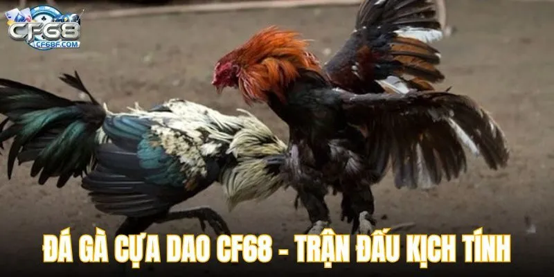 đá gà cựa dao