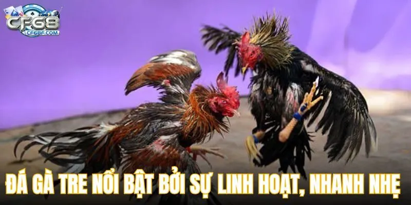 Đá gà tre nổi bật bởi sự linh hoạt và nhanh nhẹ