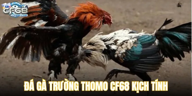 đá gà trường thomo