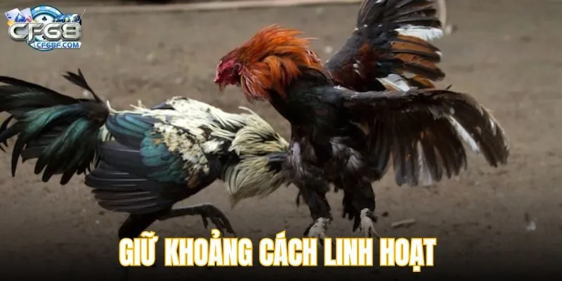Giữ khoảng cách linh hoạt để chiến kê tăng khả năng thắng