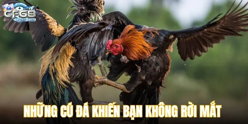 Những cú đá hiểm hóc khiến bạn không rời mắt